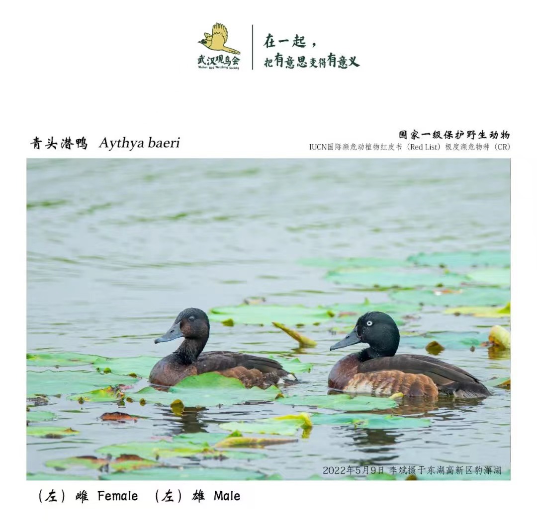 1667562564402201.jpeg 青头潜鸭.jpeg